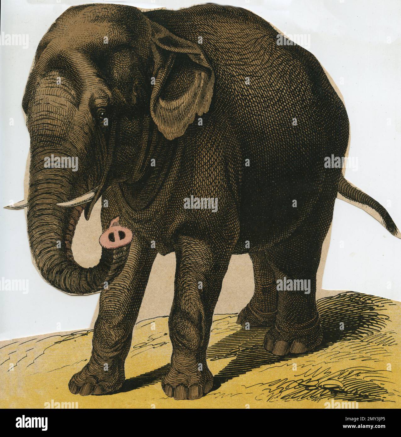 La vita animale in Africa: Elefante, illustrazione a colori, il libro illustrativo istruttivo di Adam White, 1868 Foto Stock