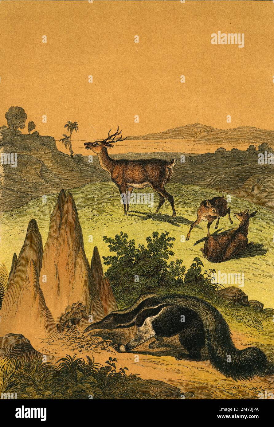 La vita animale in Sud America, le Pampas: Pampas Stag e ANT-eater, illustrazione a colori, l'istruttivo Picture Book di Adam White, 1868 Foto Stock