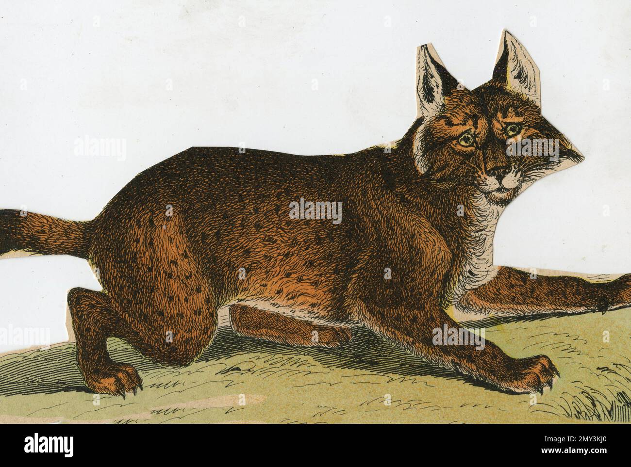 La vita animale in Europa: Lynx, illustrazione a colori, il libro illustrativo di Adam White, 1868 Foto Stock