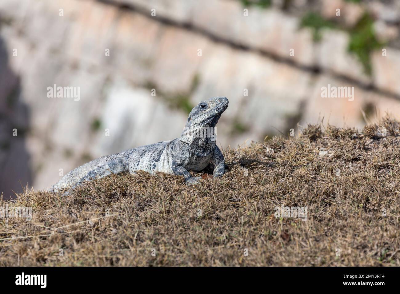 Iguana dalla coda spinosa nera, penisola di Yucatán, Messico Foto Stock