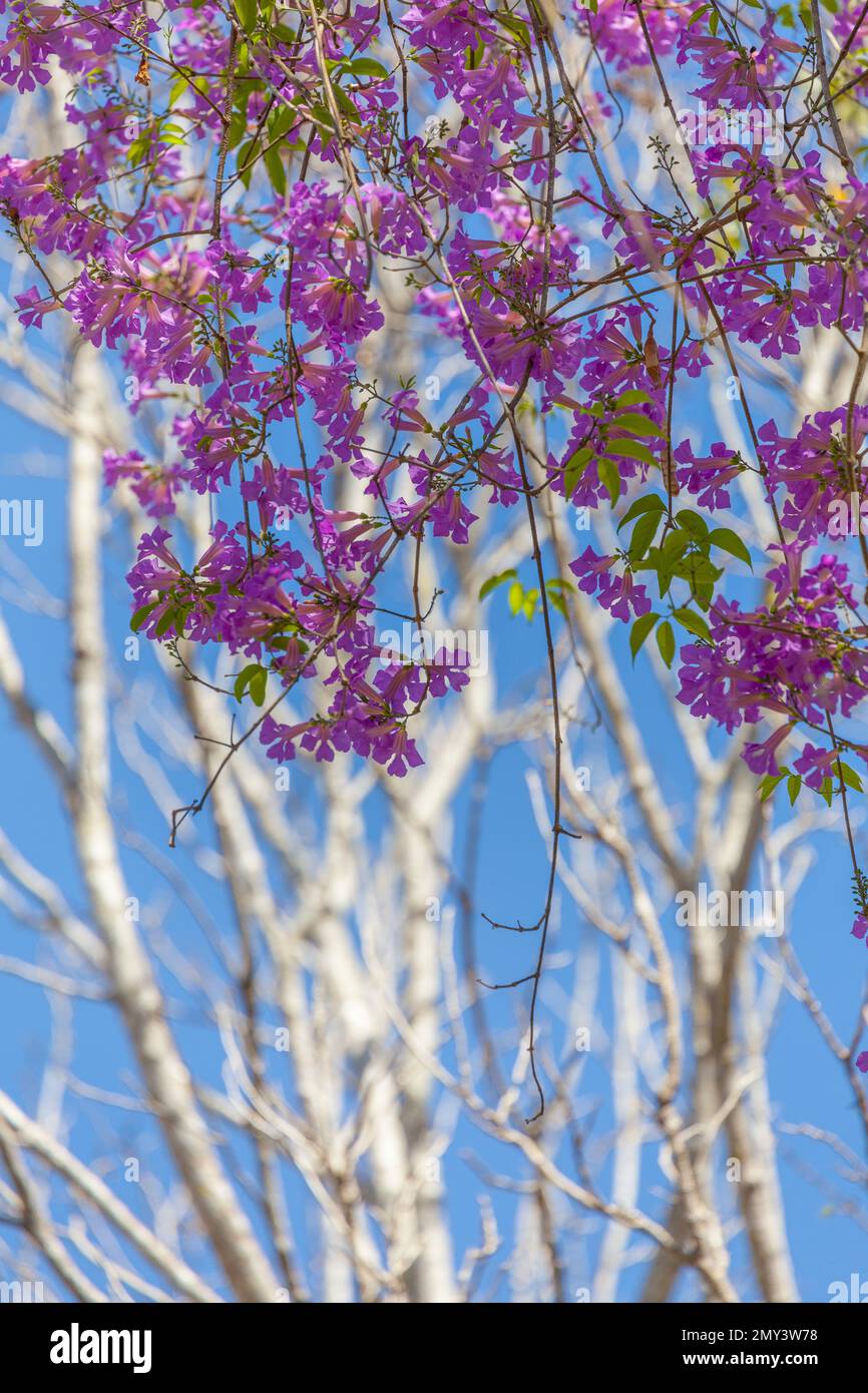 Jacaranda fiorita a Yucatán, Messico Foto Stock