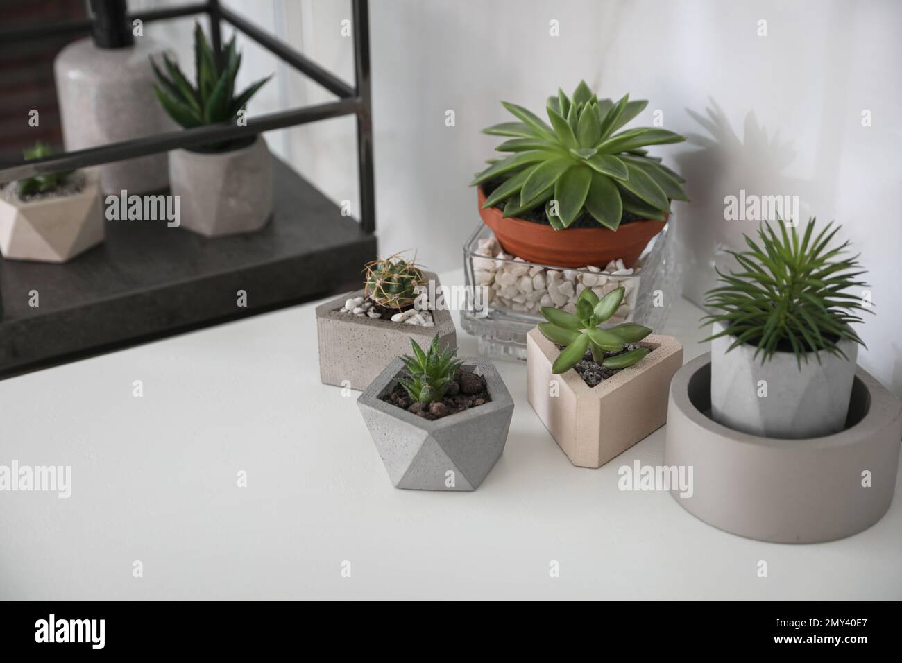 Diverse piante succulente in eleganti vasi da fiori su tavolo bianco all' interno. Design degli interni Foto stock - Alamy