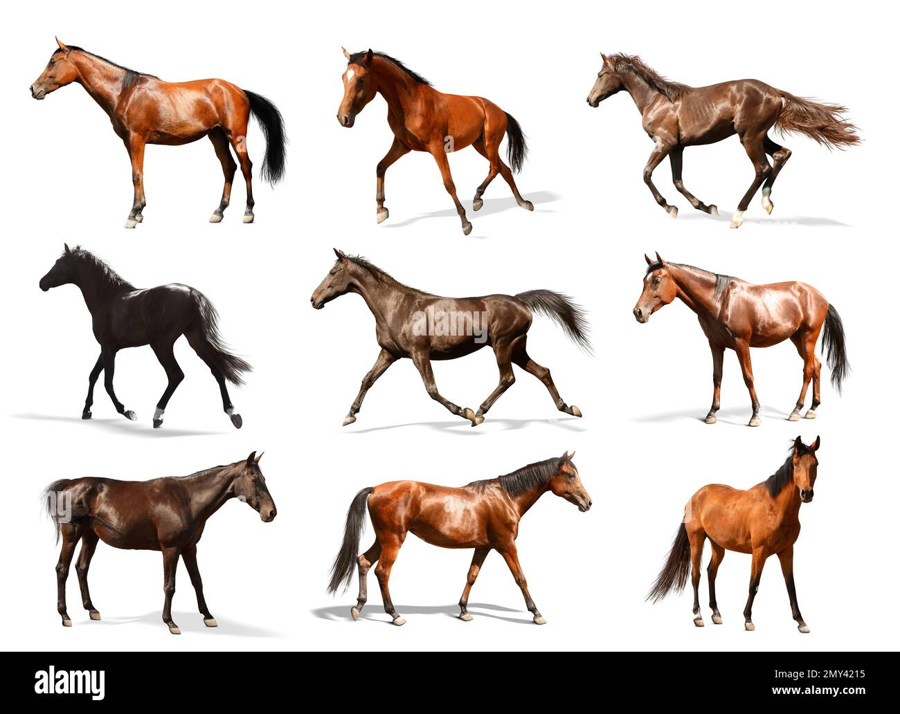 Collage con foto di cavalli su sfondo bianco. Bellissimo animale domestico Foto Stock