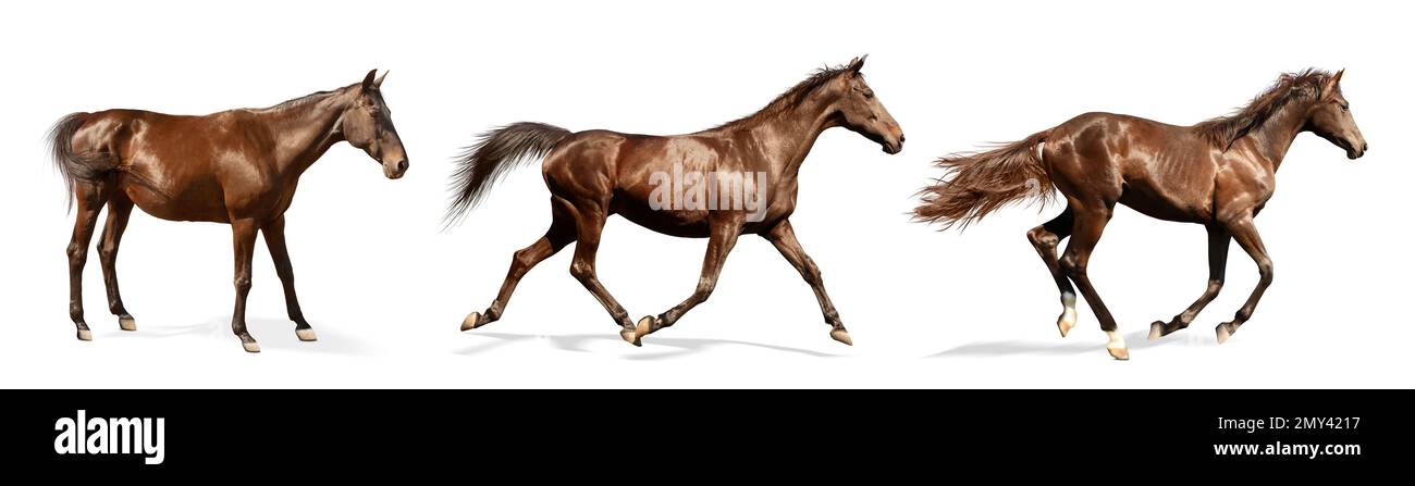Collage con foto di cavalli su sfondo bianco, banner design. Bellissimo animale domestico Foto Stock