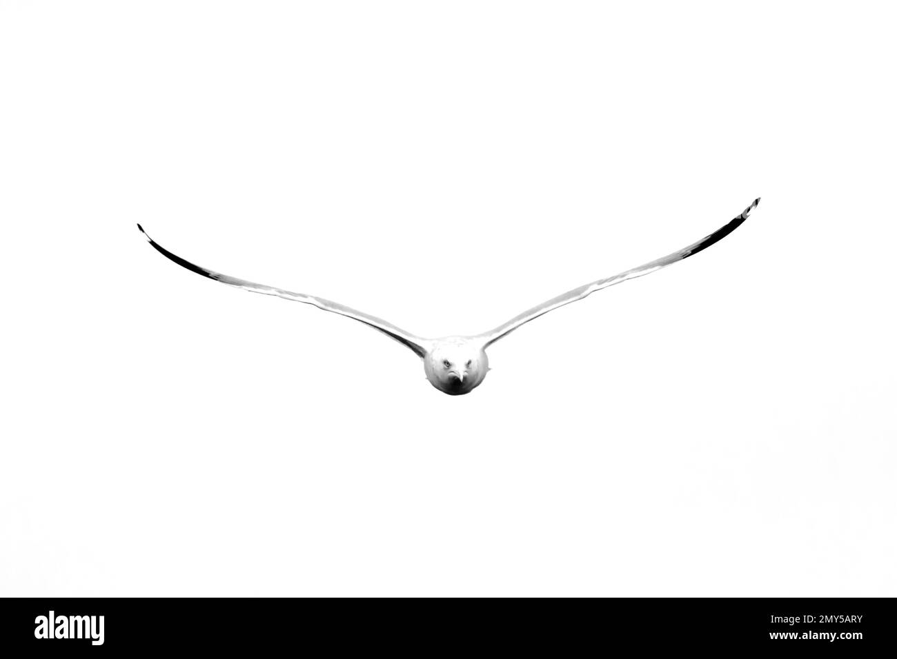 Fotografia in bianco e nero di un gabbiano a forma di anello, Larus delawarensis, in volo guardando la macchina fotografica. Portato a Davenport, Iowa in una giornata invernale. Foto Stock