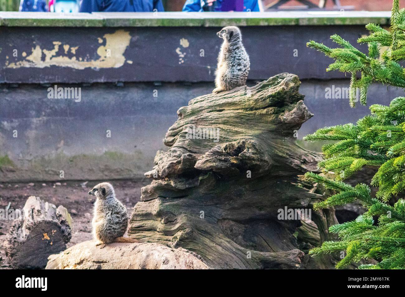 Meerkat in uno zoo del Regno Unito Foto Stock
