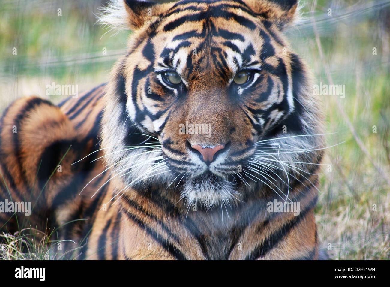 Sumatran Tiger in cattività nel Regno Unito Foto Stock