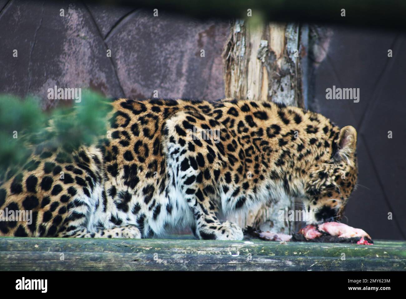 Leopardo dell'Amur Foto Stock
