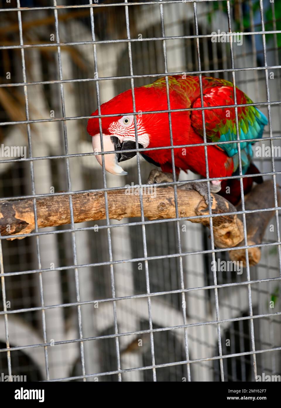 Animale domestico macaw adulto in maglia metallica voliera Foto Stock