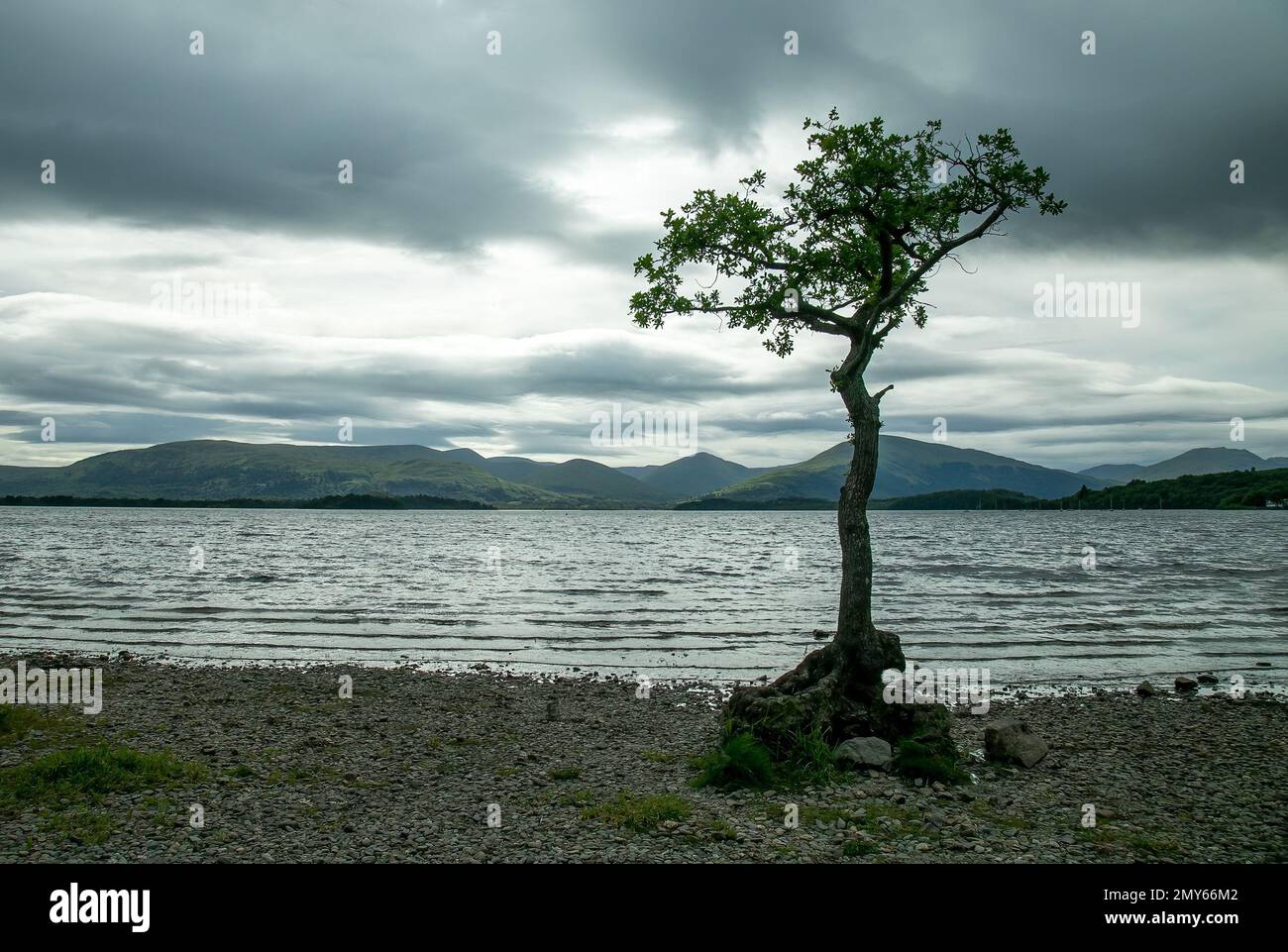 Un albero solistico che cresce su un mucchio di rocce lungo la costa contro uno skyline di montagne Foto Stock