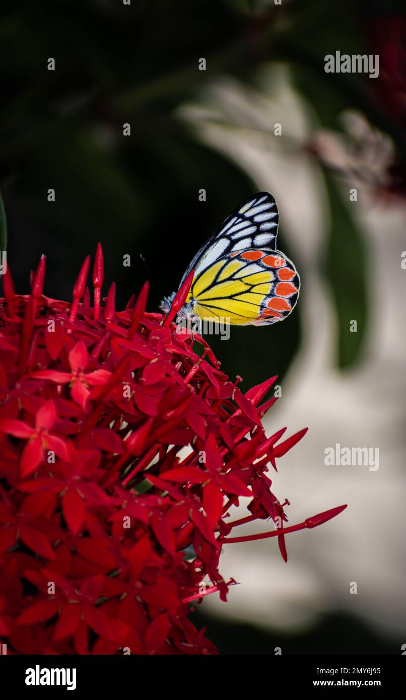 Una bella farfalla su un fiore rosso in giardino Foto Stock