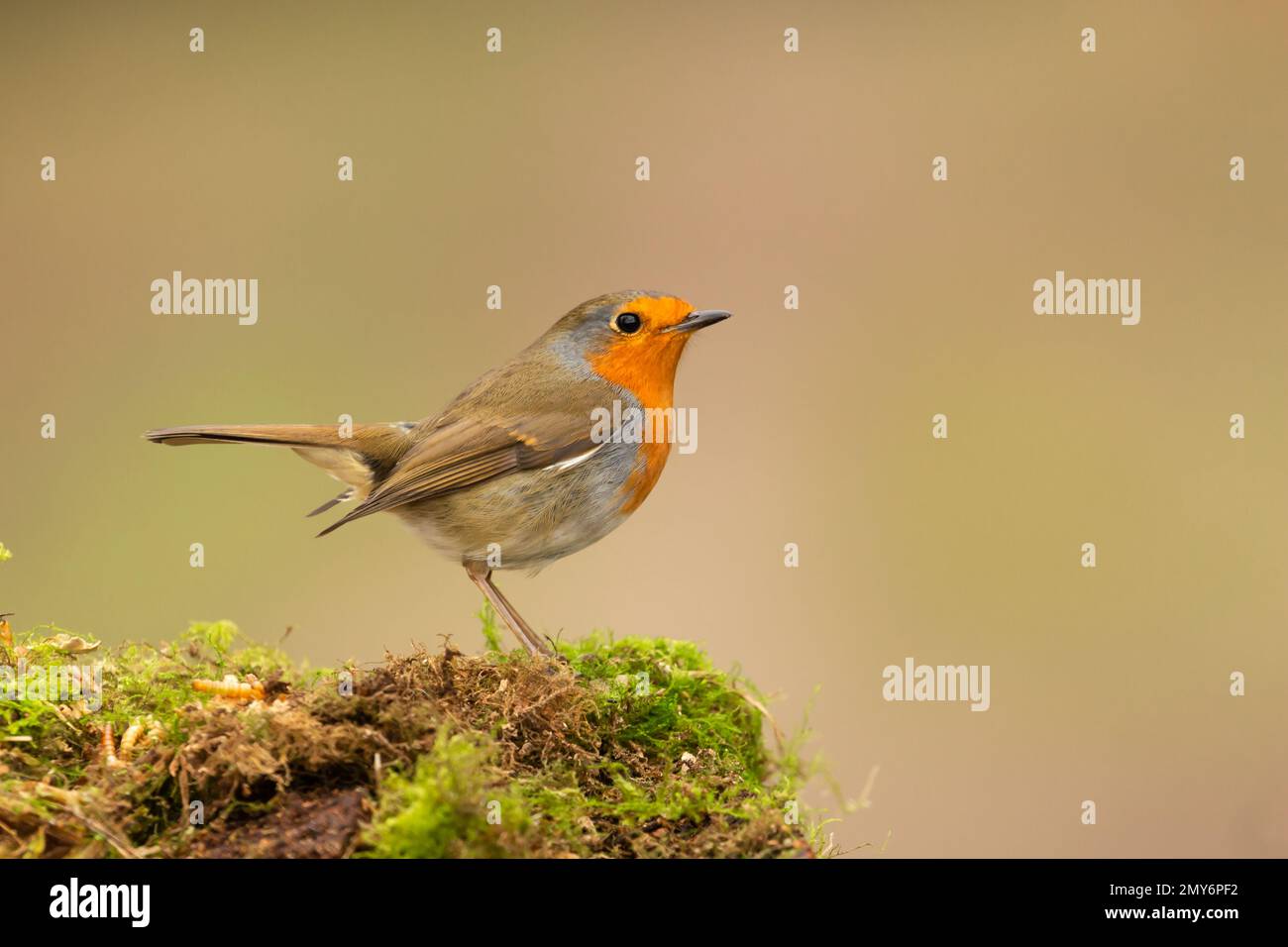 Robin Redhast. Nome scientifico: Erithacus rubecula. Primo piano di un Robin in inverno arroccato sul muschio verde e rivolto a destra. Sfondo pulito. COP Foto Stock