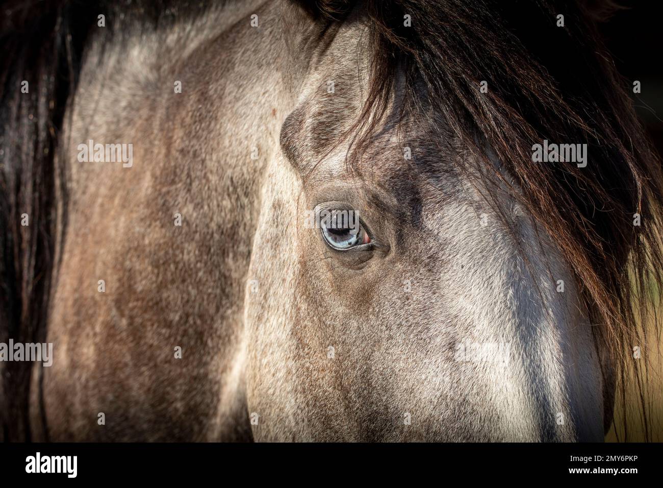 Un primo piano di un cavallo dagli occhi blu Foto Stock