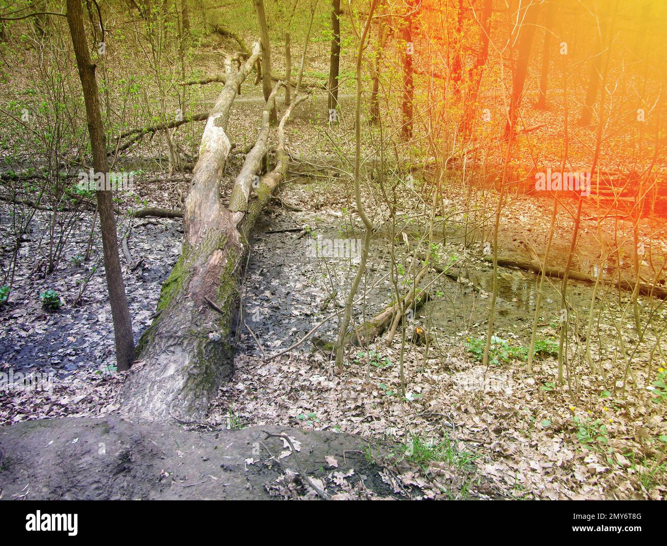 Un enorme albero vecchio si trova nel bosco attraverso il torrente. Un tronco di albero morto che giace sul terreno con erba verde, luce del sole Foto Stock