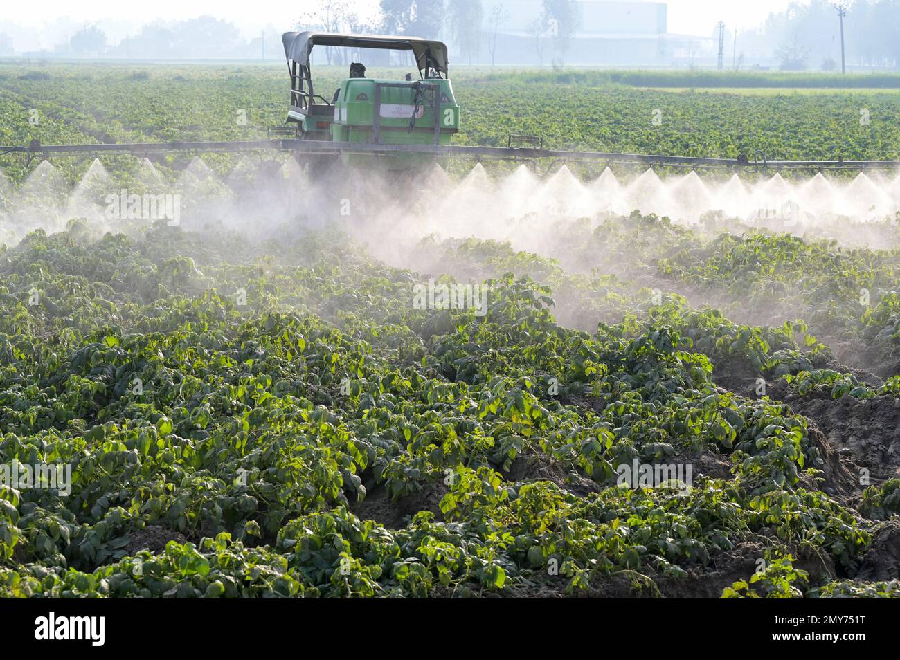 INDIA, Punjab, Ludhiana, spruzzatura di pesticidi nel campo delle patate con trattore John Deere e irroratrice, a Punjab, il granaio dell'India, ha iniziato la rivoluzione verde negli anni Sessanta per aumentare la produzione alimentare con sistemi di irrigazione, l'uso di fertilizzanti, pesticidi e semi ibridi ad alto rendimento Foto Stock