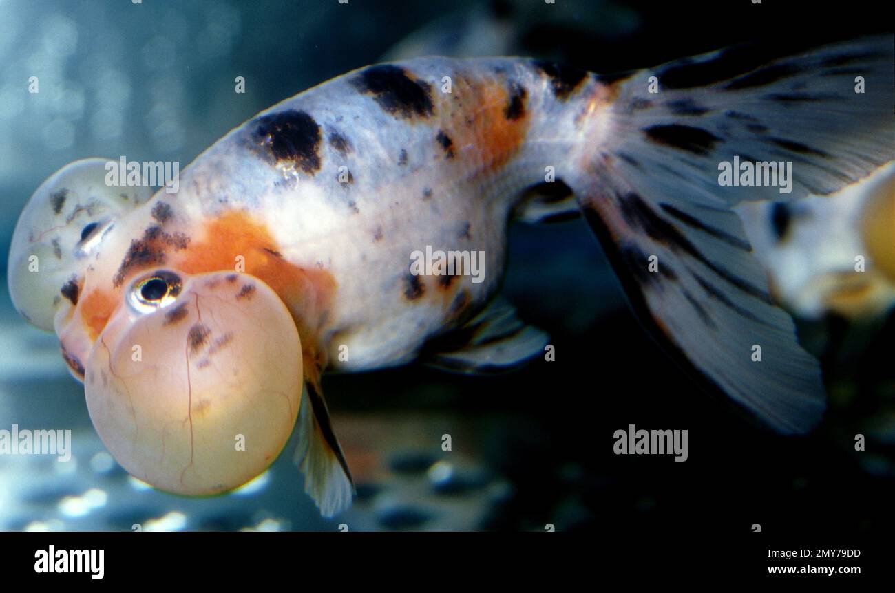 Pesce d'oro calico a bolla (Carassius auratus) Foto Stock