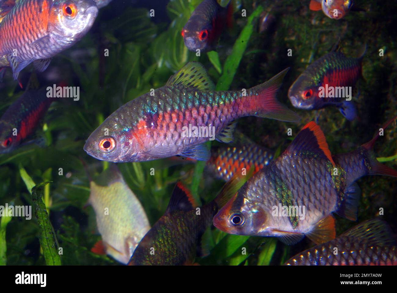 La granata di Odessa (Pethia padamya) e la granata di Tiger (Puntigrus tetrazona), due specie di pesci ciprinidi Foto Stock