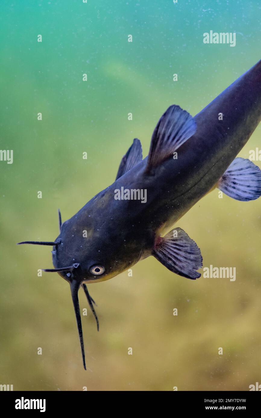 Figurina Pesce Gatto (Testa Di Toro) - Modello In Gomma Dipinto A Mano, 6 Pollici, Deshen Du