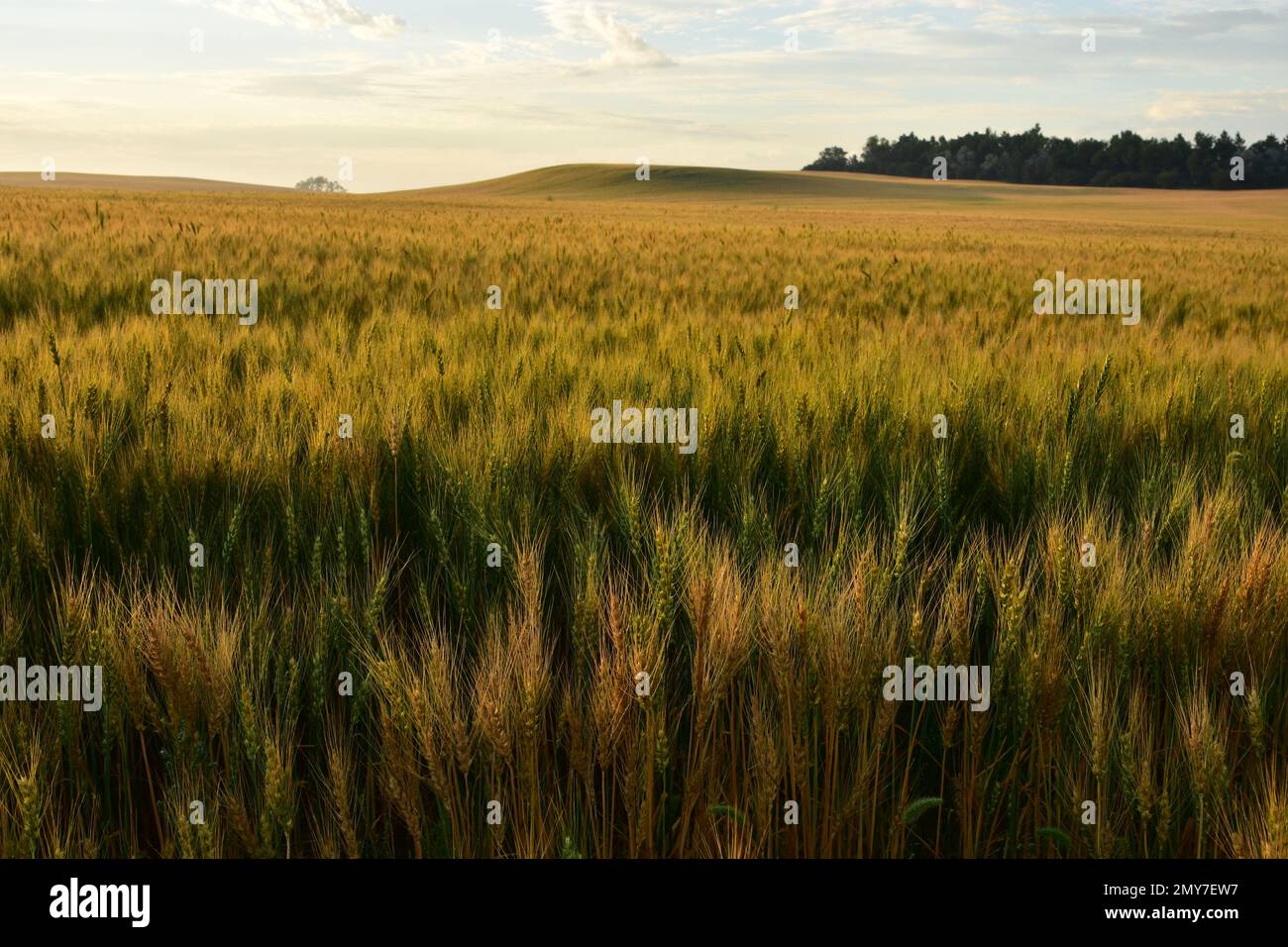 I gambi verdi di maturazione di grano mescolati dentro con il raccolto più maturante che cresce sotto il sole di inizio agosto nel North Dakota occidentale. Foto Stock