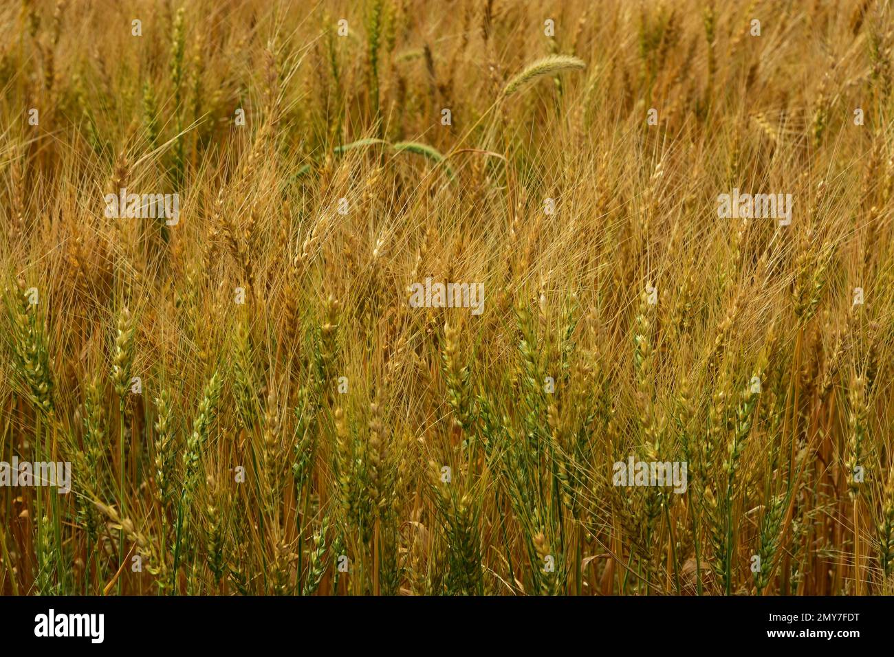 I gambi verdi di maturazione di grano mescolati dentro con il raccolto più maturante che cresce sotto il sole di inizio agosto nel North Dakota occidentale. Foto Stock