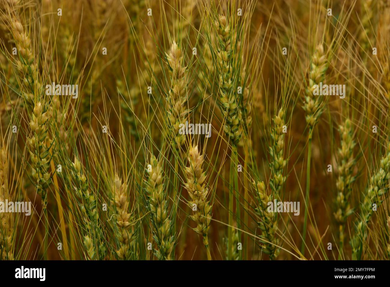 I gambi verdi di maturazione di grano mescolati dentro con il raccolto più maturante che cresce sotto il sole di inizio agosto nel North Dakota occidentale. Foto Stock