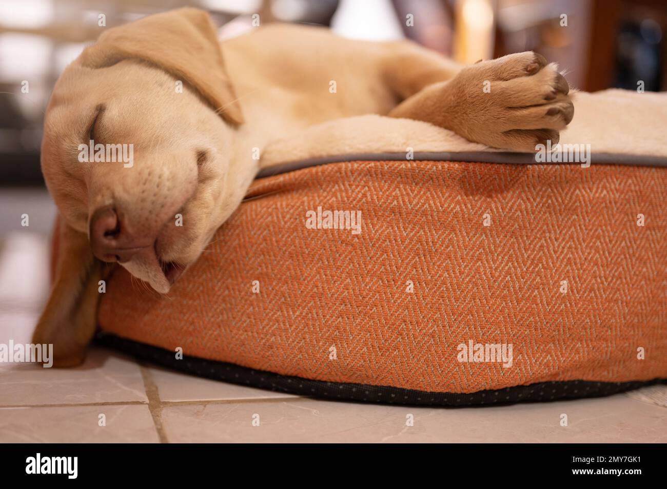 Cucciolo di cane labrador addormentato carino su letto morbido vista ravvicinata Foto Stock
