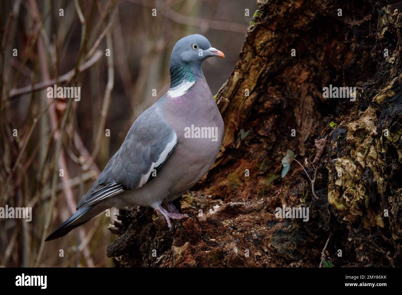 Piccione di legno comune, Columba Palumbus, UK Foto di Amanda Rose/Alamy Foto Stock