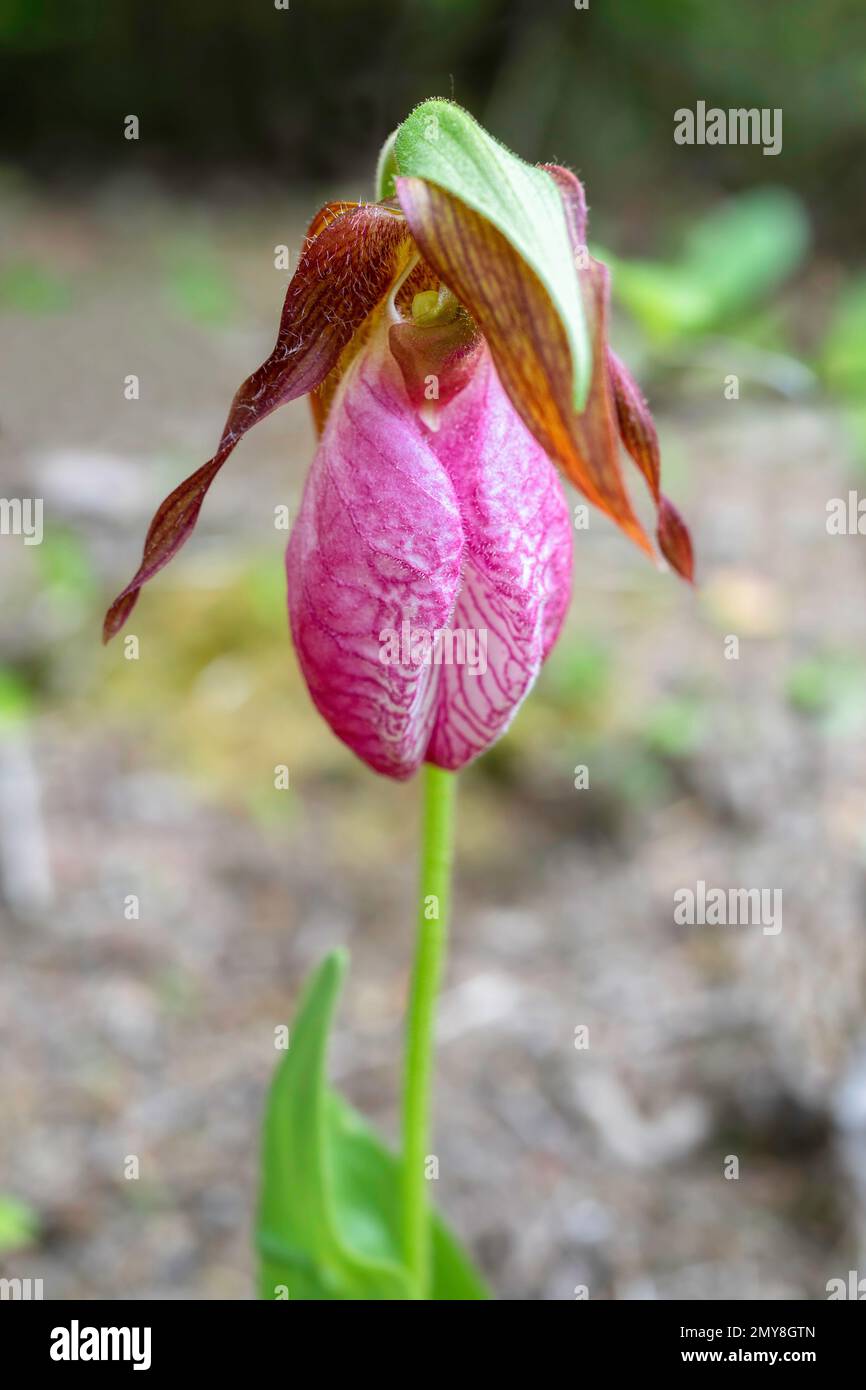 Una pianta selvatica di Lady's Slipper che cresce nelle foreste di Prince Edward Island, Canada. Foto Stock