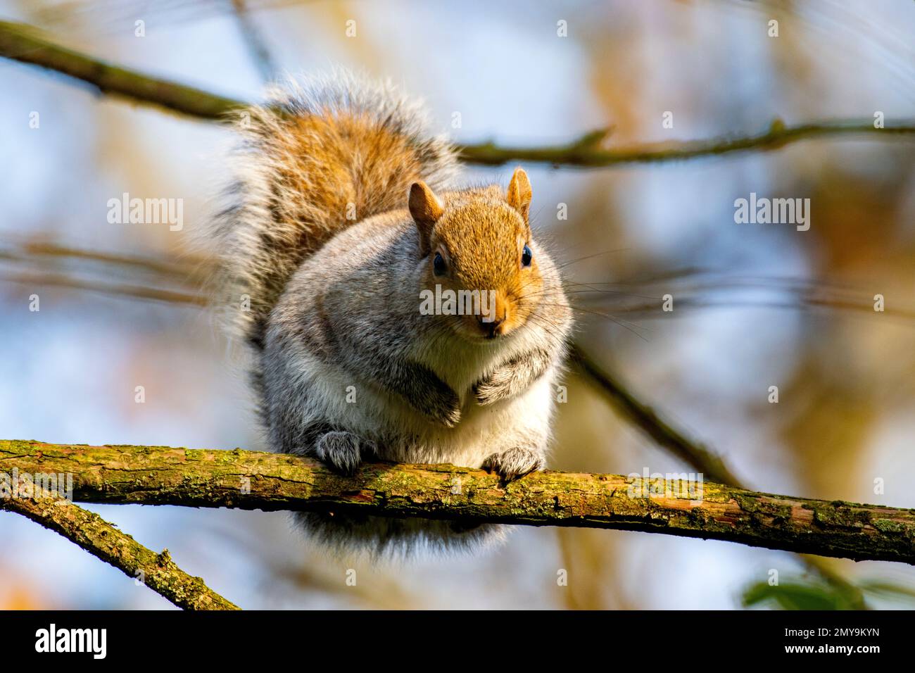 Uno scoiattolo selvaggio in un parco londinese Foto Stock