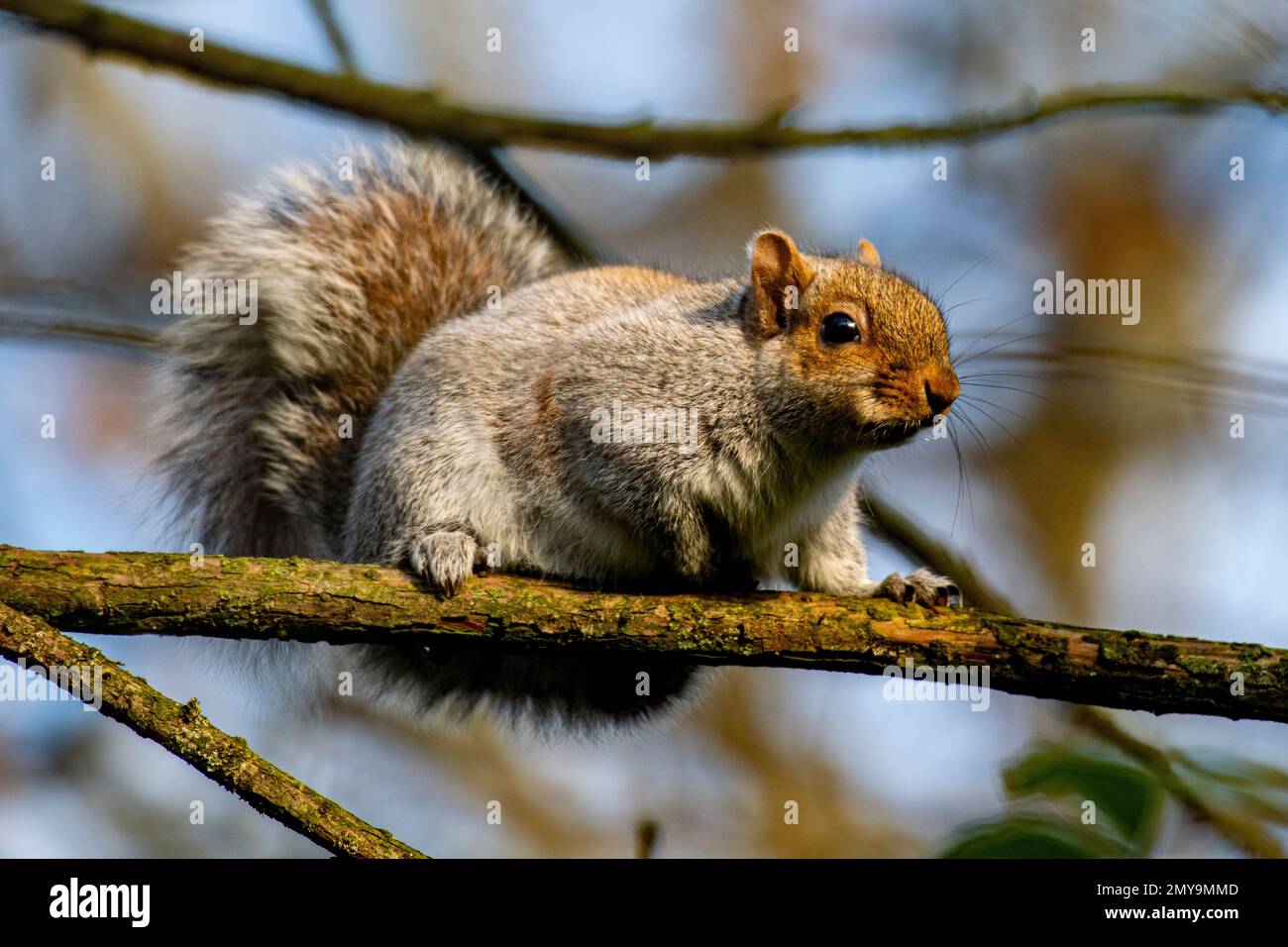 Uno scoiattolo selvaggio in un parco londinese Foto Stock