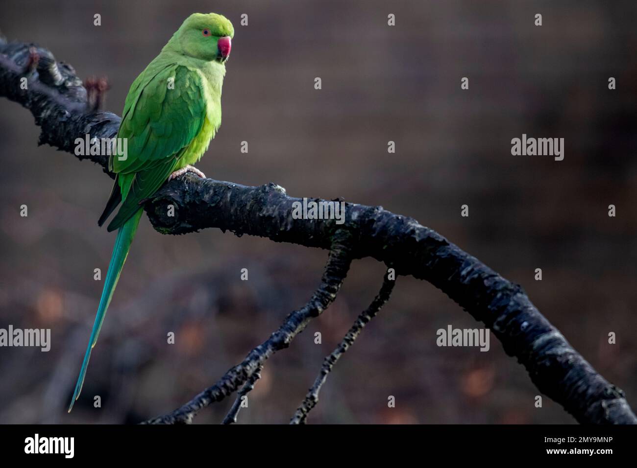 Pappagalli selvatici in un albero a Londra Foto Stock