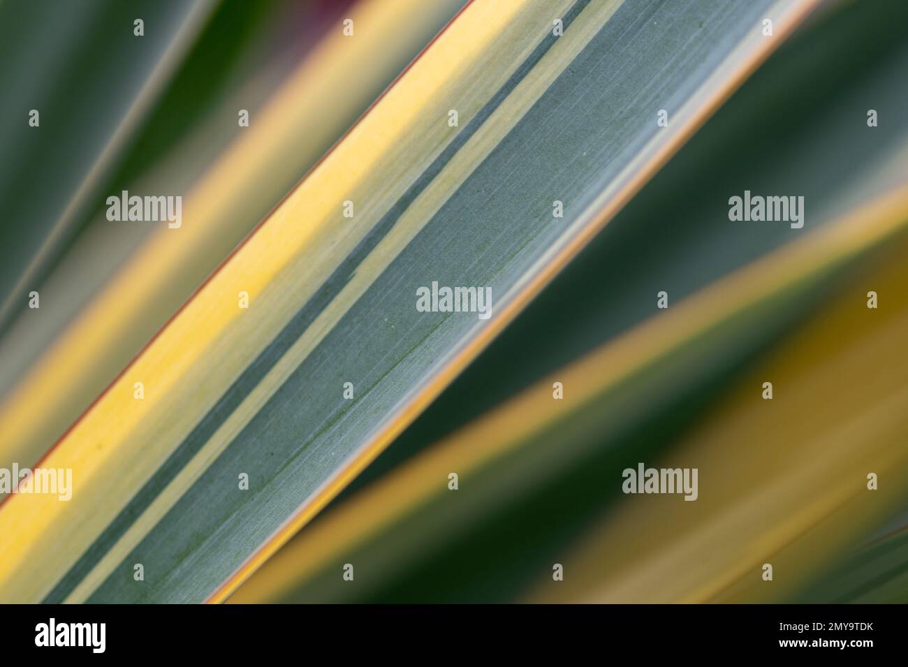 Immagine astratta che mostra il movimento delle foglie di cactus verde brillante e giallo. Foto Stock