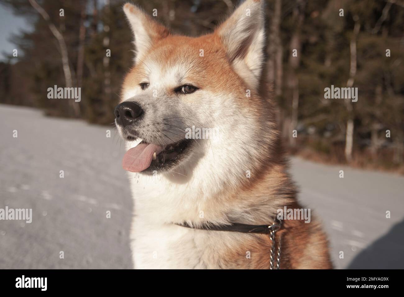 Akita Inu su ghiaccio. Lago ghiacciato Foto Stock