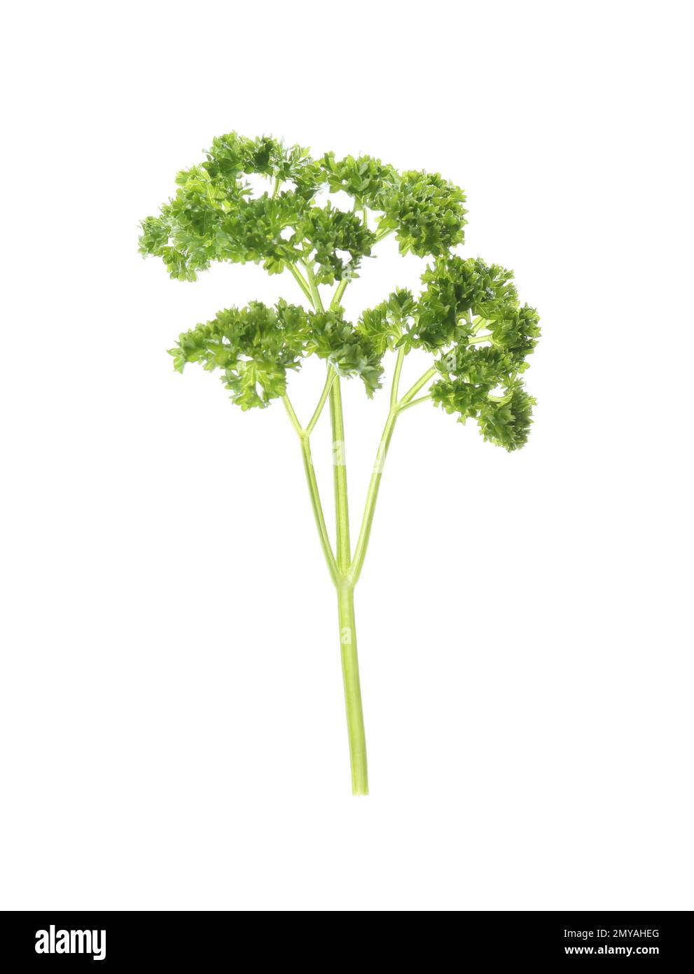 Prezzemolo fresco verde riccio su fondo bianco Foto Stock