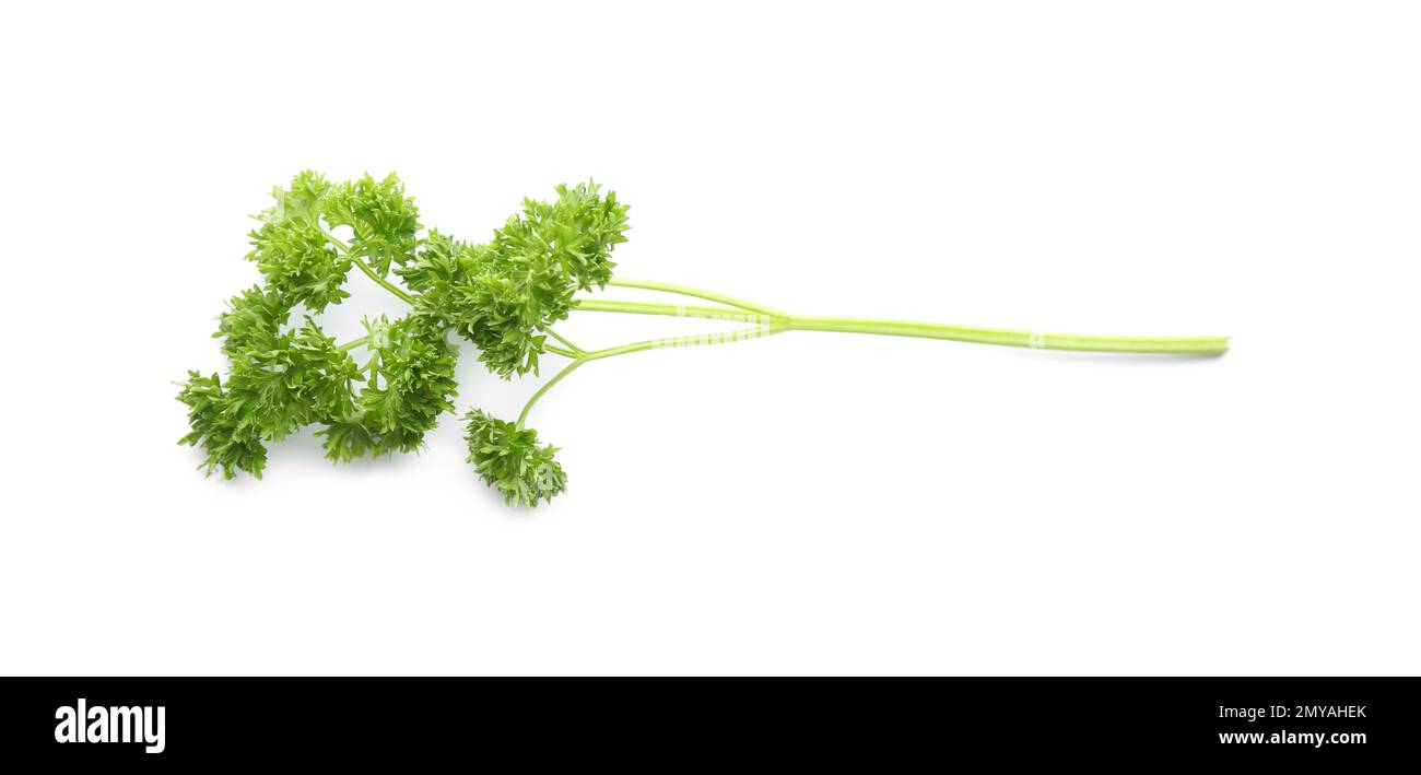 Prezzemolo fresco verde riccio su fondo bianco Foto Stock