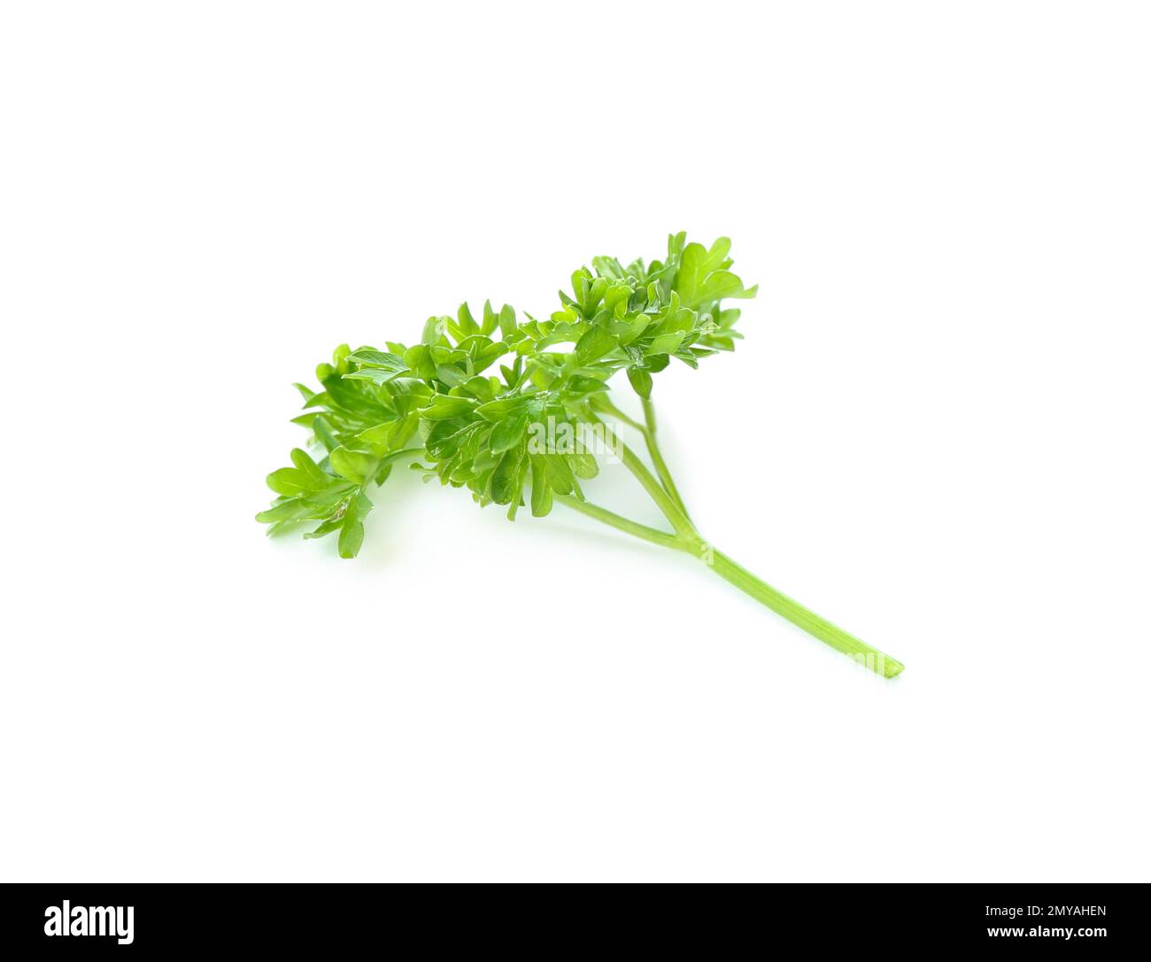 Prezzemolo fresco verde riccio su fondo bianco Foto Stock