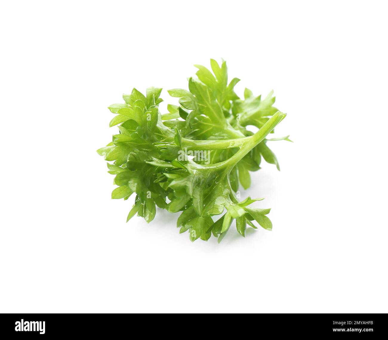 Prezzemolo fresco verde riccio su fondo bianco Foto Stock