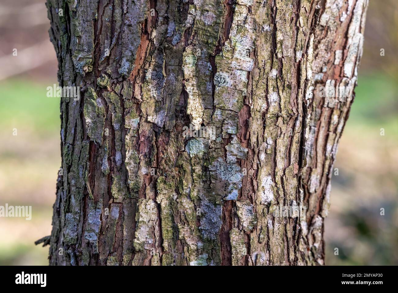 Corteccia profondamente spaccata sul tronco dell'albero, con muffe e licheni. Foto Stock