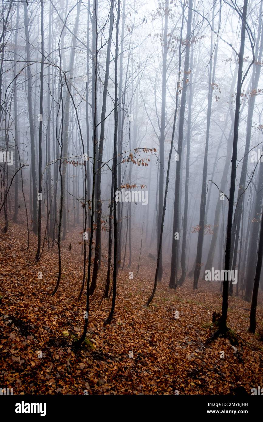 Herbstlaub und Nebel im Bergwald Foto Stock
