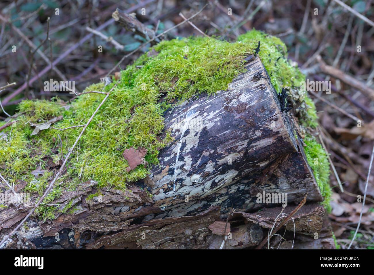 Piante antiche - primo piano dei Mosses che crescono su un tronco di albero abbattuto ( briofiti ) Foto Stock