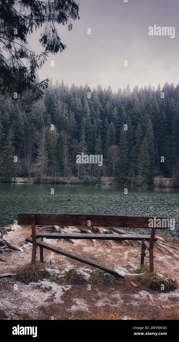 Un colpo verticale di una panca rotta vicino al lago circondato da alberi alti di giorno Foto Stock