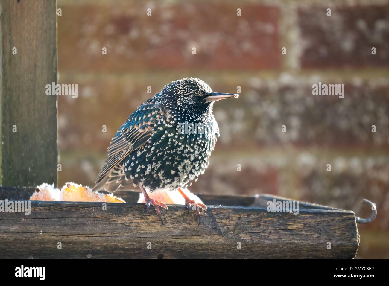 Un giovane starring (Sturnus vulgaris) arroccato su un tavolo di alimentazione degli uccelli di legno Foto Stock