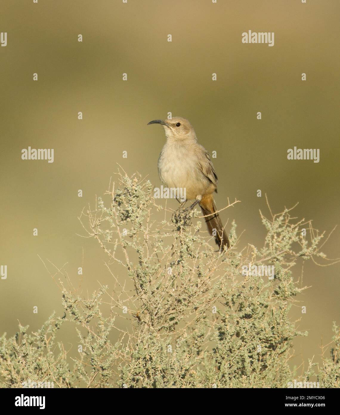 Thrasher di le Conte, Toxostoma lecontei, arroccato su saltbush, Atriplex sp. Foto Stock