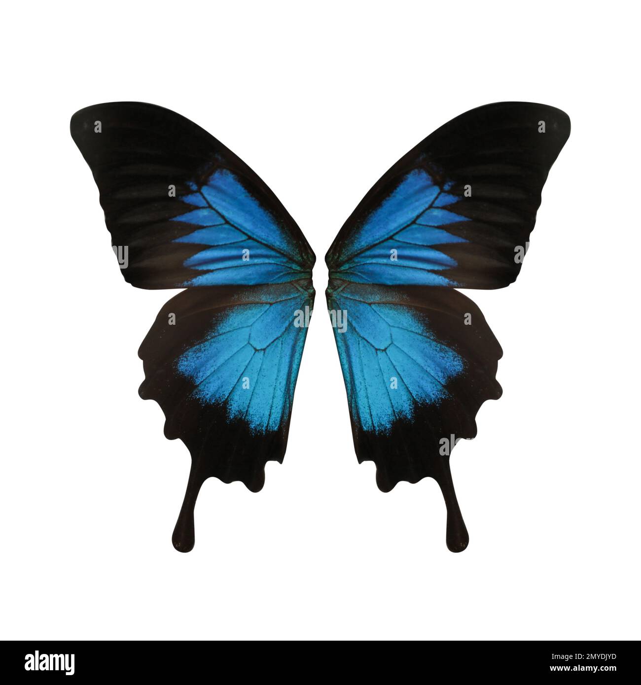 Belle ali di farfalla Ulisse su sfondo bianco Foto Stock