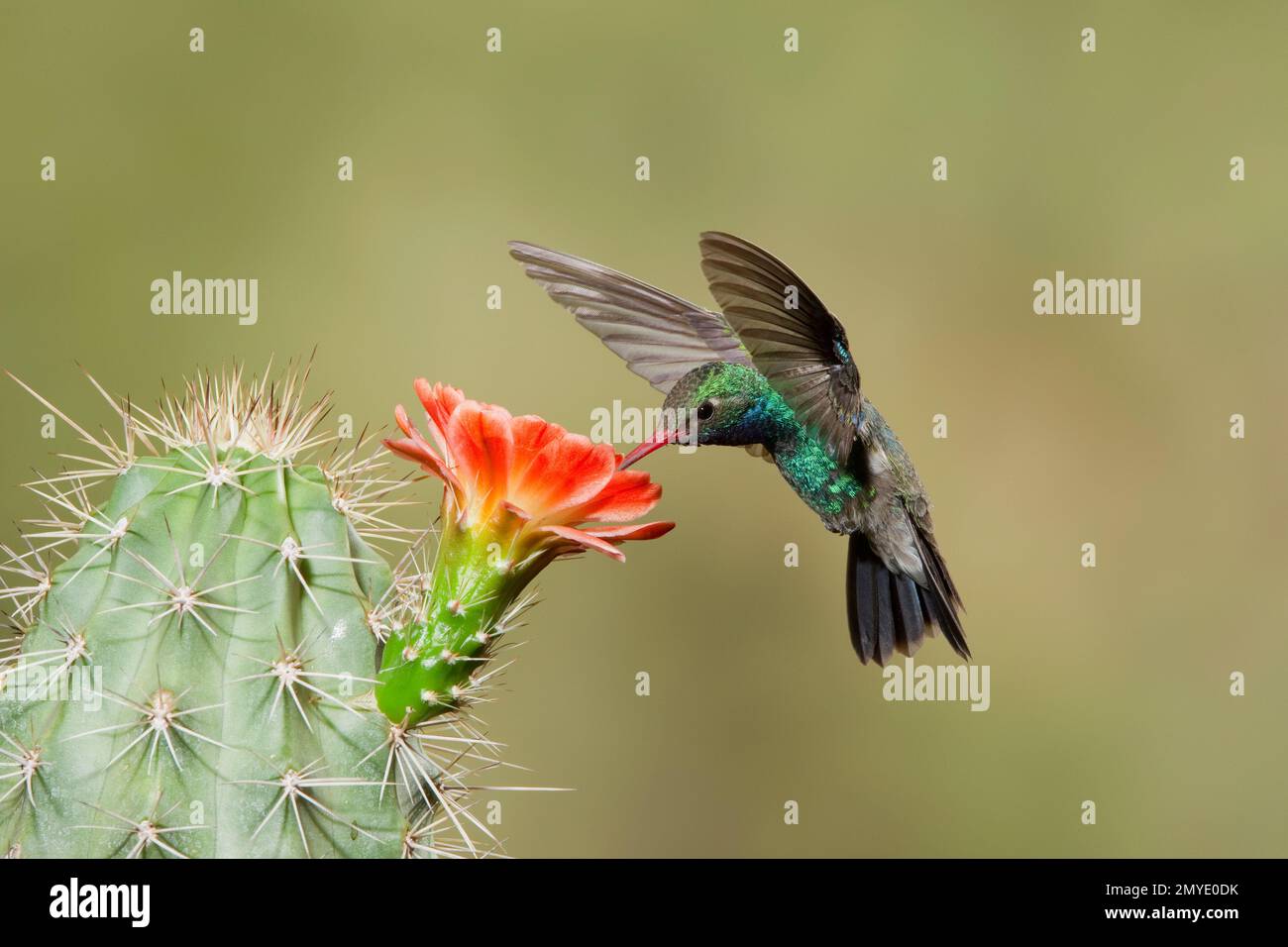 Hummingbird maschio, Cynanthus latirostris, che si nutre di cactus flower, Echinocereus sp. Foto Stock