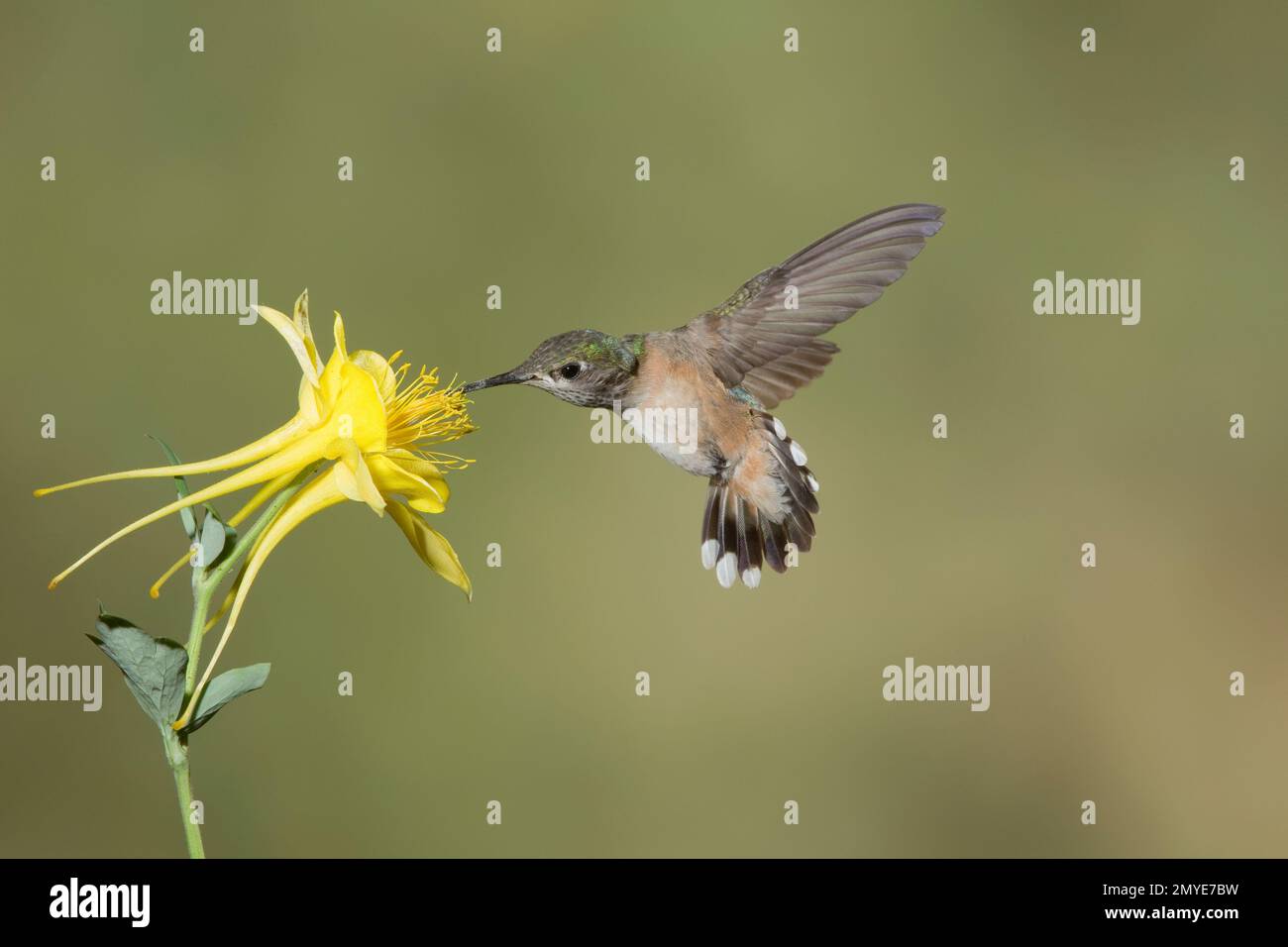 Calliope Hummingbird femmina, Stellula calliope, alimentazione a colonna gialla, Aquilegia chrysantha. Foto Stock