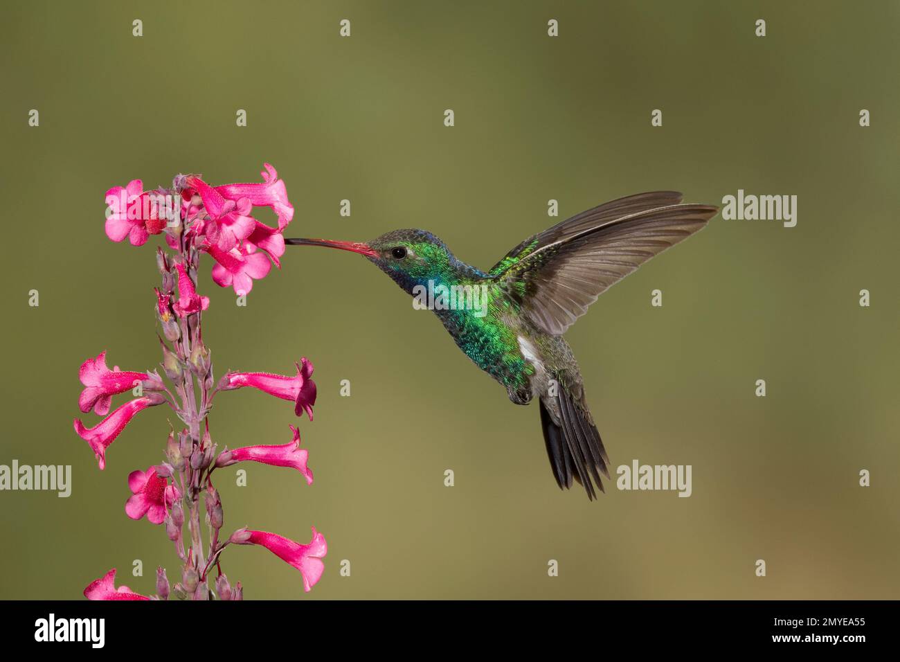 Hummingbird maschio, Cynanthus latirostris, che si nutre di fiori di Pendemon parryi. Foto Stock