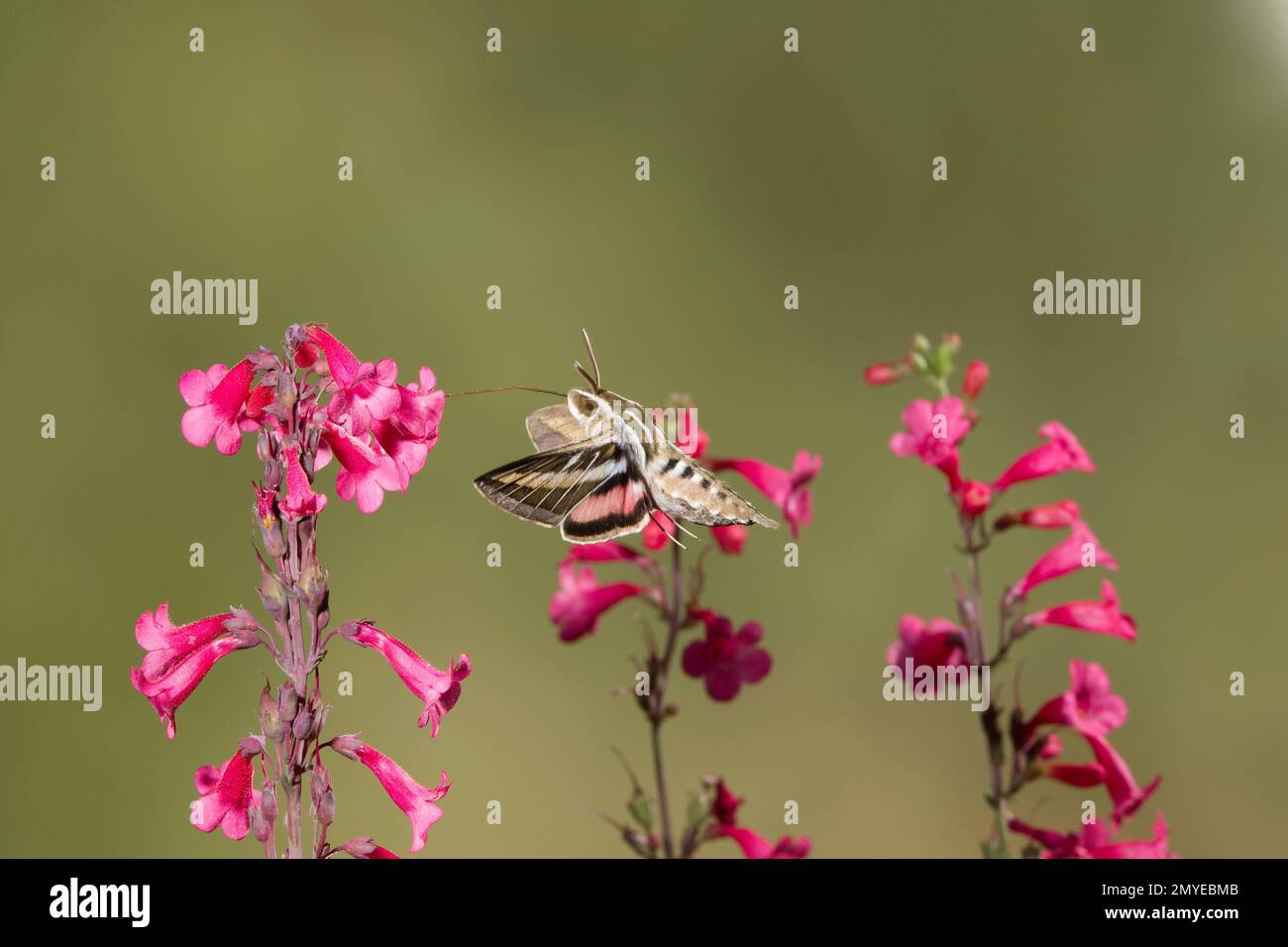 Sphinx Moth con linea bianca, Hyles lineata, da mangiare ai fiori di Penstemon parryi. Foto Stock