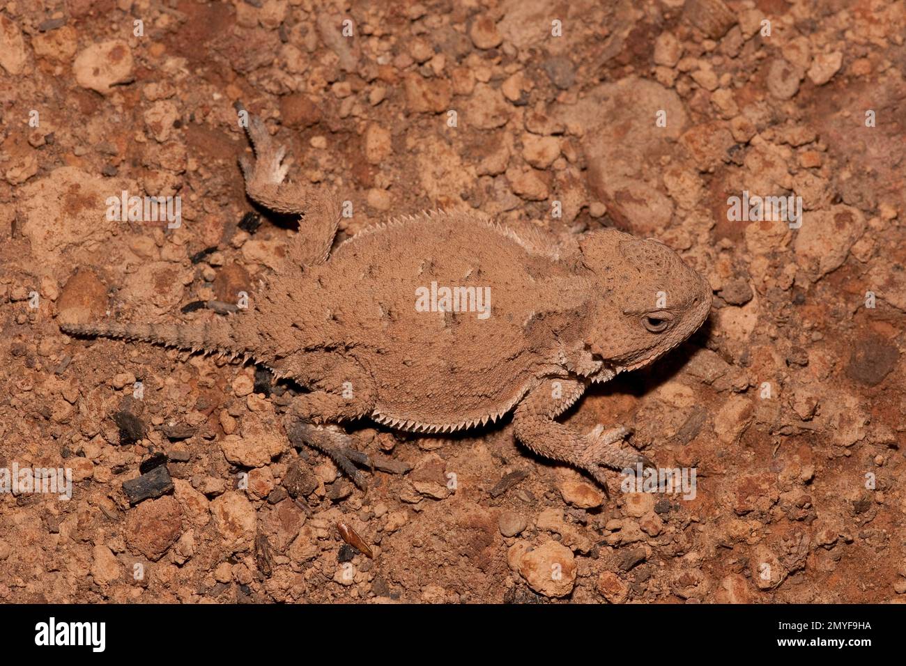 Lizard più grande a corna corta, Phrynosoma hernandesi. Lunghezza 64 mm. Foto Stock