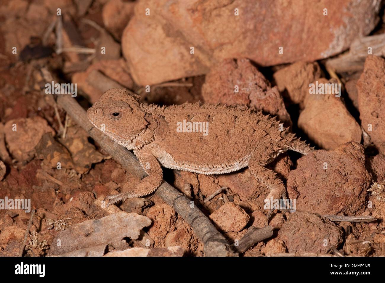 Lizard più grande a corna corta, Phrynosoma hernandesi. Lunghezza 64 mm. Foto Stock